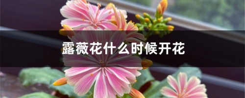 露薇花什么时候开花