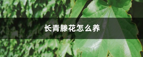 常青藤花怎么养