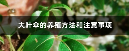 大叶伞的养殖方法和注意事项