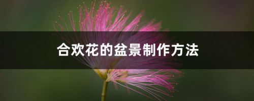 合欢花的盆景制作方法