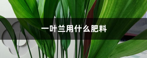 一叶兰用什么肥料