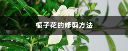 栀子花的修剪方法