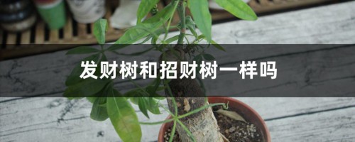 发财树和招财树一样吗，有什么区别