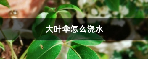 大叶伞怎么浇水