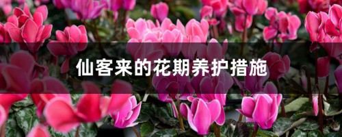 仙客来的花期养护措施