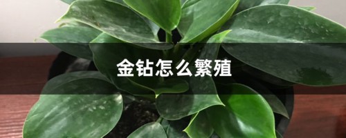 金钻怎么繁殖