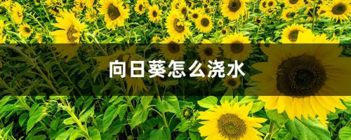 向日葵怎么浇水